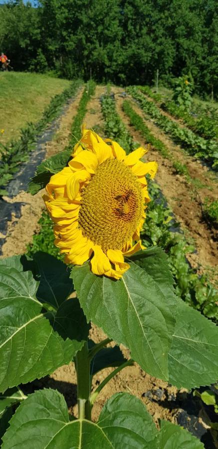 Bioagriturismo Poderaccio Incisa in Val d'Arno Екстериор снимка